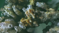 Kijken (en luisteren) naar koraalriffen in de Noordzee